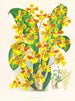 Sarcodes d'Oncidium - Jean Jules Linden — Ansicht des Kunstwerks