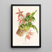 Paphinia Randi Paphinia Cristata - Jean Jules Linden — gerahmtes Bild an der Wand