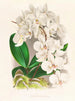 Belle Phalaenopsis - Jean Jules Linden — Ansicht des Kunstwerks