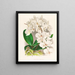 Belle Phalaenopsis - Jean Jules Linden — gerahmtes Bild an der Wand
