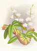 Phalaenopsis esmeralda var candidula - Jean Jules Linden — Ansicht des Kunstwerks