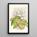 Phalaenopsis esmeralda var candidula - Jean Jules Linden — gerahmtes Bild an der Wand