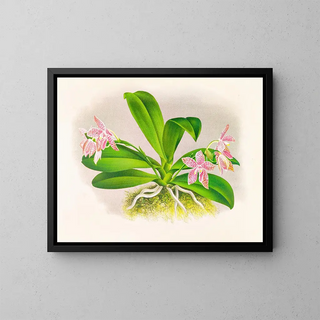 Jean Jules Linden - Phalaenopsis luddemanniana.webp