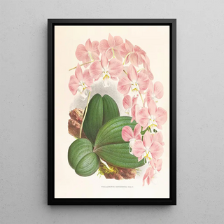 Jean Jules Linden - Phalaenopsis sanderiana.webp