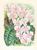 Phalaenopsis schilleriana - Jean Jules Linden — Ansicht des Kunstwerks