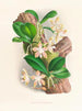 Phalaenopsis sumatrana - Jean Jules Linden — Ansicht des Kunstwerks