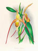 Selenipedium grande - Jean Jules Linden — Ansicht des Kunstwerks