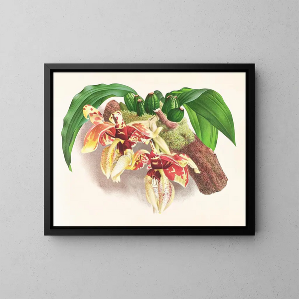Stanhopea tigrina - Jean Jules Linden — gerahmtes Bild an der Wand