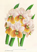 Vanda Sanderiana var Labello Viridi - Jean Jules Linden — Ansicht des Kunstwerks