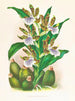 Zygopetalum intermédiaire - Jean Jules Linden — Ansicht des Kunstwerks