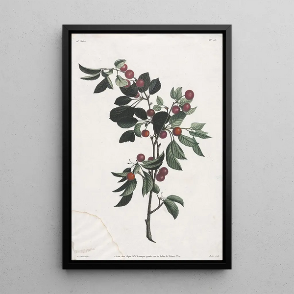 Jean Louis Prvost - Branches de Crises prcoce.webp