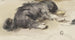 Schlafender Hund von hinten gesehen - Johan Daniël Koelman — Ansicht des Kunstwerks
