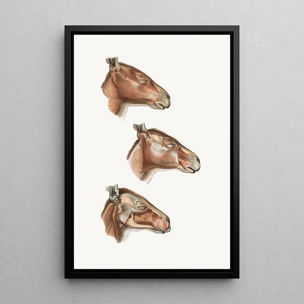 Johan Erik Vesti Boas - Superficial facial muscles of Halmalurus.webp