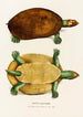 Emys Erythrocephala - Johann Baptist von Spix — Ansicht des Kunstwerks