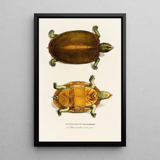 Johann Baptist von Spix - Kinosternon brevicaudatum.webp