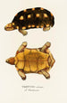 Testudo Carbonaria - Johann Baptist von Spix — Ansicht des Kunstwerks