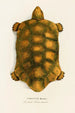 Testudo Hercules - Johann Baptist von Spix — Ansicht des Kunstwerks