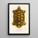 Testudo Hercules - Johann Baptist von Spix — gerahmtes Bild an der Wand