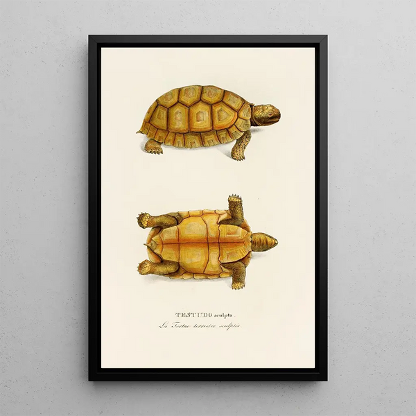 Johann Baptist von Spix - Testudo Sculpta.webp