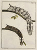 Archive der Geschichte der Insekten Pl03 - Johann Caspar Füssli — Ansicht des Kunstwerks