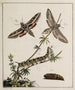 Archive der Geschichte der Insekten Pl04 - Johann Caspar Füssli — Ansicht des Kunstwerks