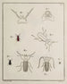Archive der Geschichte der Insekten Pl07 - Johann Caspar Füssli — Ansicht des Kunstwerks
