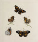 Archive der Geschichte der Insekten Pl08 - Johann Caspar Füssli — Ansicht des Kunstwerks