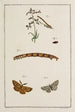 Archive der Geschichte der Insekten Pl10 - Johann Caspar Füssli — Ansicht des Kunstwerks