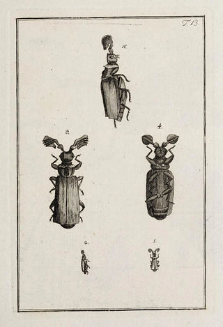 Johann Caspar Fuessli - Archives de lhistoire des insectes Pl13.webp
