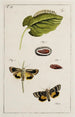 Archive der Geschichte der Insekten Pl16 - Johann Caspar Füssli — Ansicht des Kunstwerks