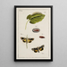 Archive der Geschichte der Insekten Pl16 - Johann Caspar Füssli — gerahmtes Bild an der Wand
