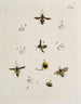 Archive der Geschichte der Insekten Pl18 - Johann Caspar Füssli — Ansicht des Kunstwerks