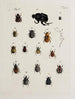 Archive der Geschichte der Insekten Pl20 - Johann Caspar Füssli — Ansicht des Kunstwerks