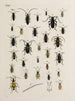 Archive der Geschichte der Insekten Pl27 - Johann Caspar Füssli — Ansicht des Kunstwerks