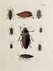 Archive der Geschichte der Insekten Pl29 - Johann Caspar Füssli — Ansicht des Kunstwerks