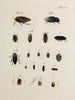 Archive der Geschichte der Insekten Pl30 - Johann Caspar Füssli — Ansicht des Kunstwerks