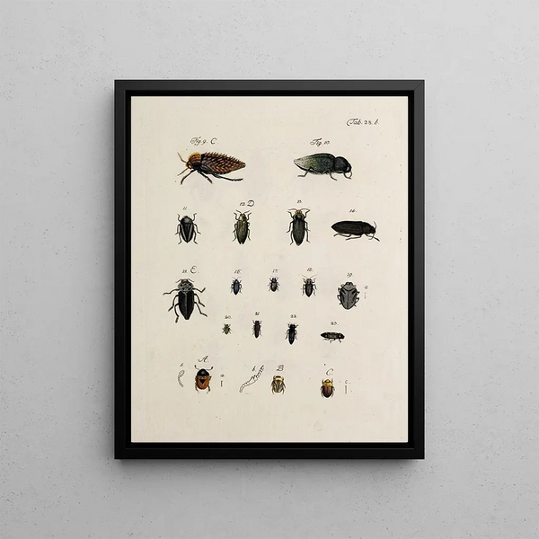 Johann Caspar Fuessli - Archives de lhistoire des insectes Pl30.webp