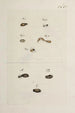 Archive der Geschichte der Insekten Pl33 - Johann Caspar Füssli — Ansicht des Kunstwerks