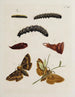 Archive der Geschichte der Insekten Pl37 - Johann Caspar Füssli — Ansicht des Kunstwerks