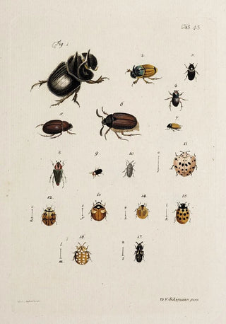 Johann Caspar Fuessli - Archives de lhistoire des insectes Pl38.webp