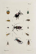 Archive der Geschichte der Insekten Pl40 - Johann Caspar Füssli — Ansicht des Kunstwerks