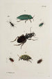 Archive der Geschichte der Insekten Pl41 - Johann Caspar Füssli — Ansicht des Kunstwerks