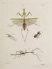 Archive der Geschichte der Insekten Pl46 - Johann Caspar Füssli — Ansicht des Kunstwerks
