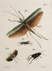 Archive der Geschichte der Insekten Pl48 - Johann Caspar Füssli — Ansicht des Kunstwerks