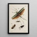 Archive der Geschichte der Insekten Pl48 - Johann Caspar Füssli — gerahmtes Bild an der Wand