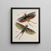 Archiv der Geschichte der Insekten Pl49 - Johann Caspar Füssli — gerahmtes Bild an der Wand