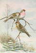 Acanthis linaria - Johann Friedrich Naumann — Ansicht des Kunstwerks