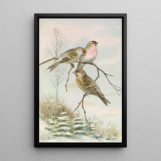 Johann Friedrich Naumann - Acanthis linaria.webp