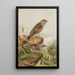 Accentor collaris - Johann Friedrich Naumann — gerahmtes Bild an der Wand