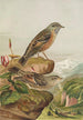 Accentor collaris - Johann Friedrich Naumann — Ansicht des Kunstwerks